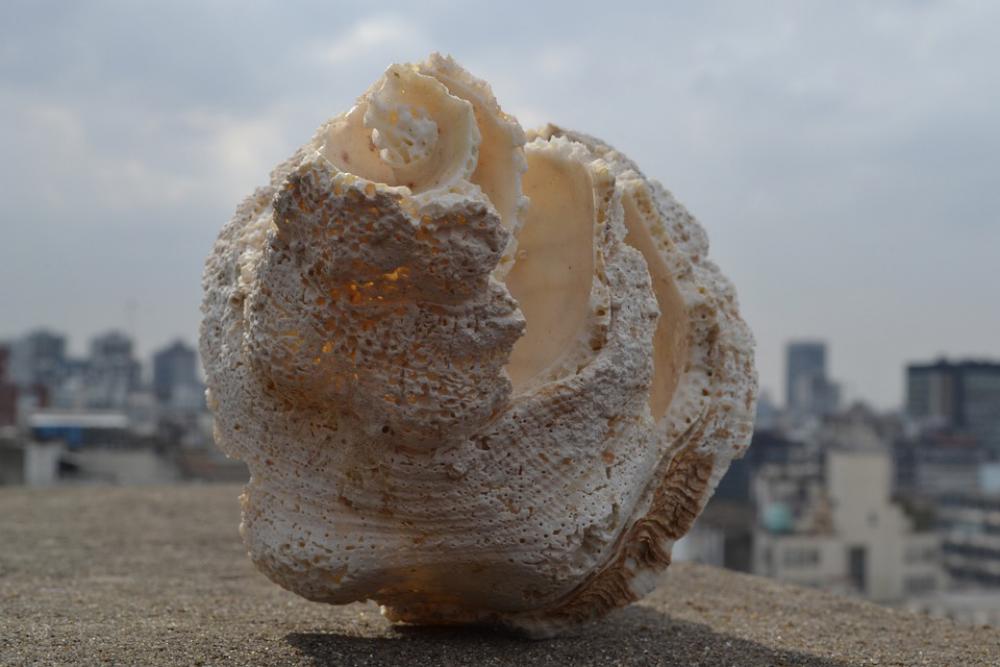 Snail City Sea Solid Perspective Spiral Snail City Sea Solid Perspective Spiral