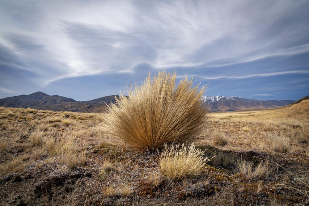 Steppe New Zealand Grass Marlborough Steppe New Zealand Grass Marlborough