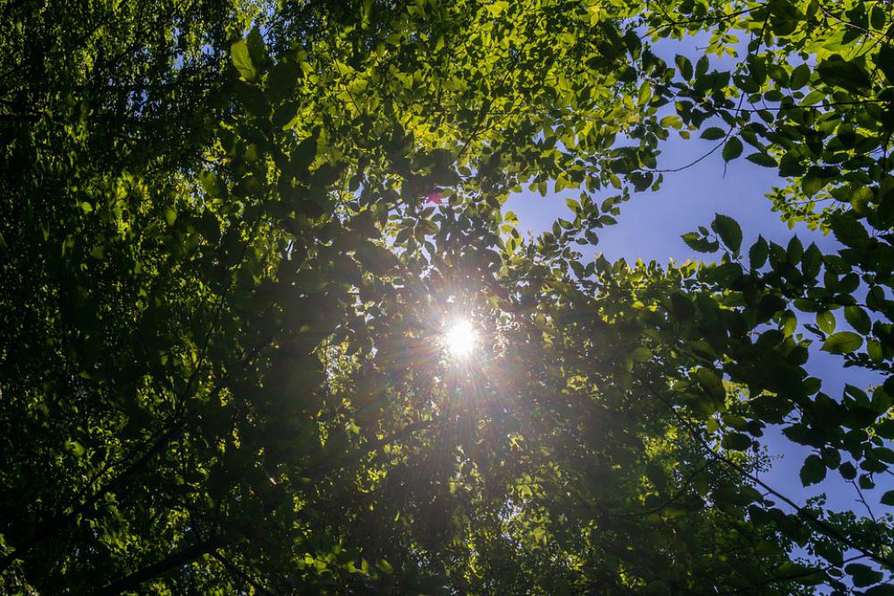 Sun Forest Trees Nature Sky Light Lighting Green Sun Forest Trees Nature Sky Light Lighting Green
