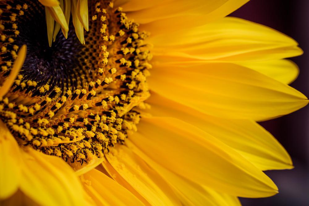 Sunflower Yellow Sun Flower Summer Luck Bloom Sunflower Yellow Sun Flower Summer Luck Bloom