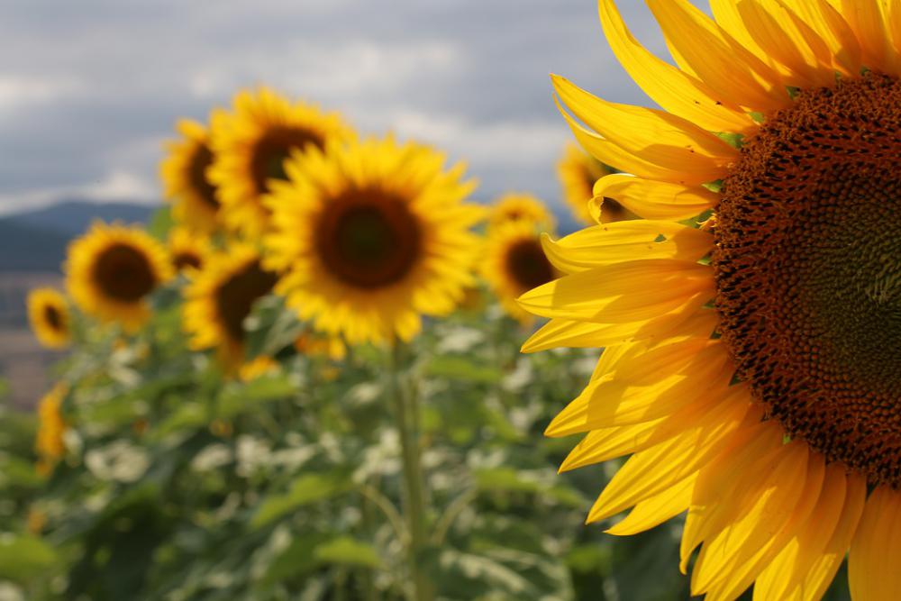 Sunflower Flower Yellow Nature Plant Blooming Sunflower Flower Yellow Nature Plant Blooming