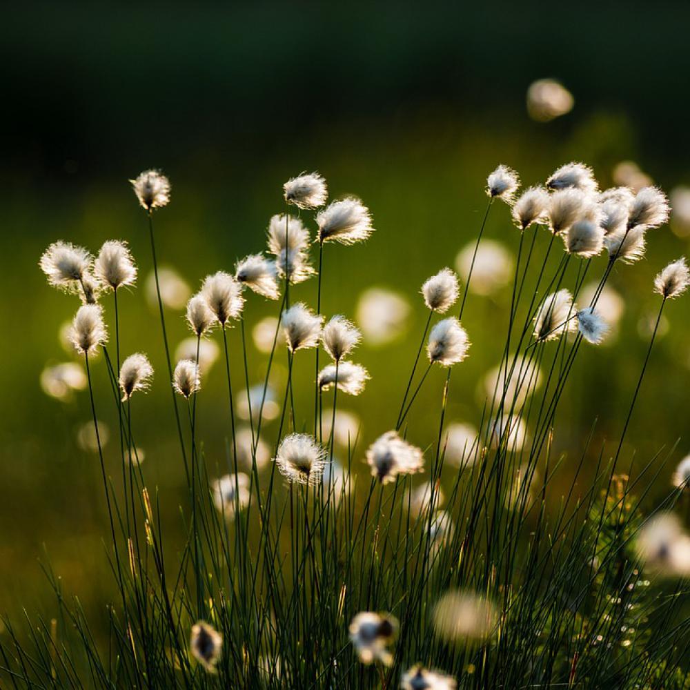 Swamp Cotton Grass Marsh Flower Plant Evening Swamp Cotton Grass Marsh Flower Plant Evening