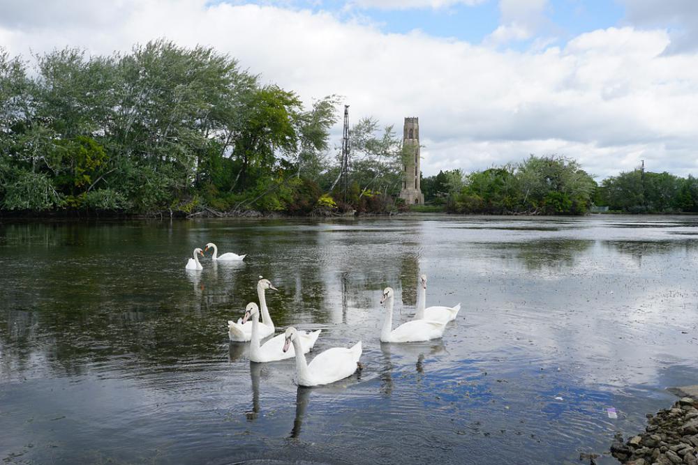 Swans Swan Belle Isle Detroit Water Nature Lake Swans Swan Belle Isle Detroit Water Nature Lake