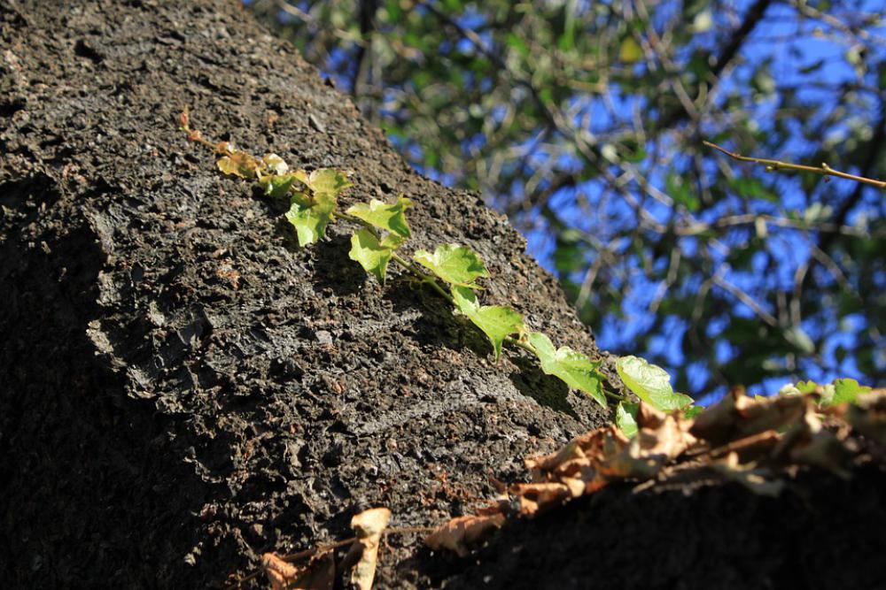 The Vine Vine Nature Ivy Leaf Wood Plants The Vine Vine Nature Ivy Leaf Wood Plants