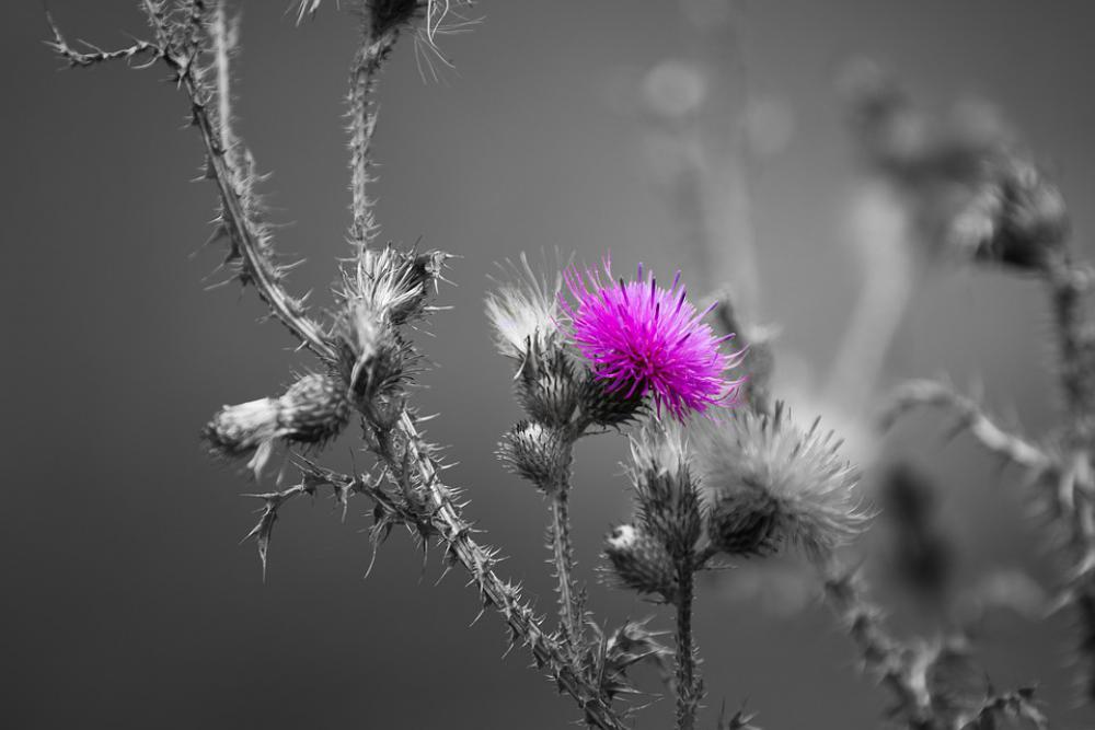 Thistle Plant Flower Prickly Violet Color Key Thistle Plant Flower Prickly Violet Color Key