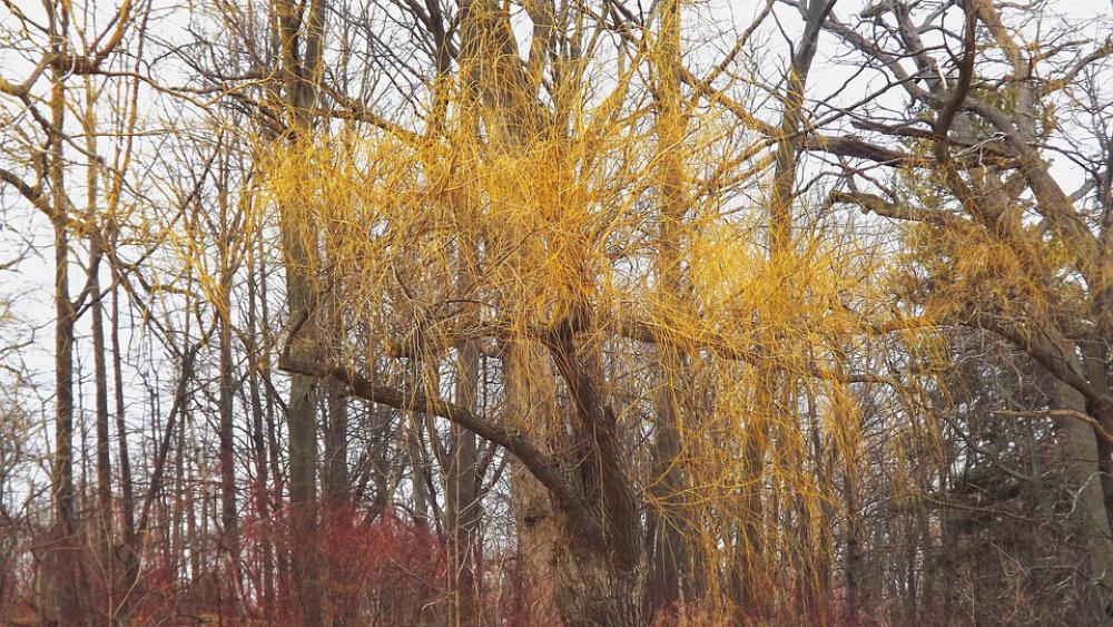 Tree Forest Autumn Nature Tree Forest Autumn Nature