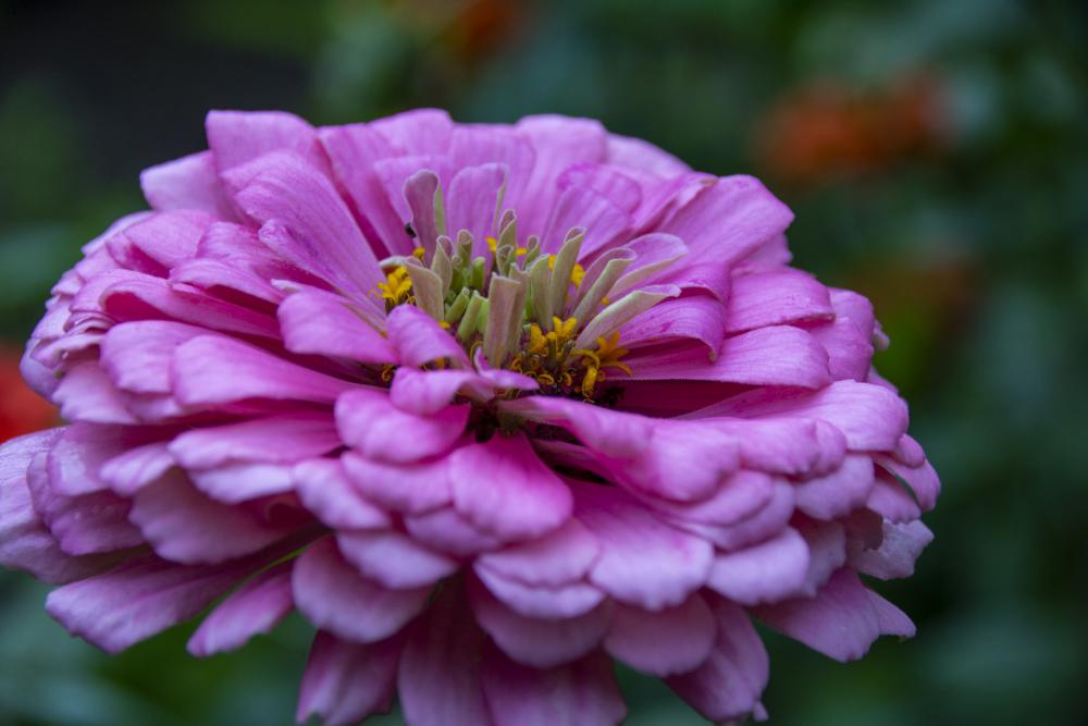Zinnia Flower Zinnia Flower