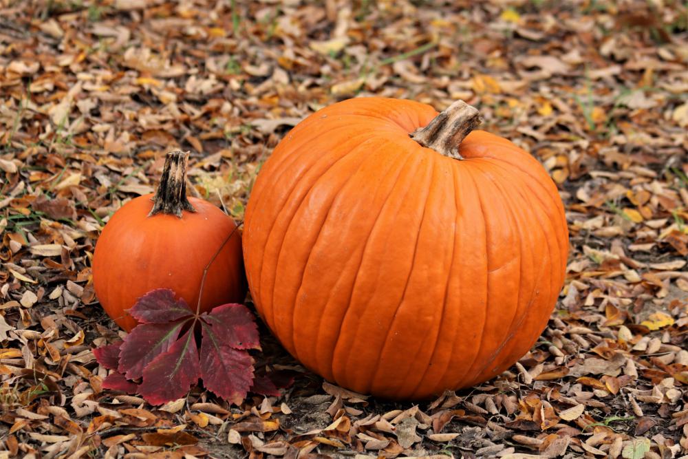 Two Pumpkins In Autumn Leaves Two Pumpkins In Autumn Leaves