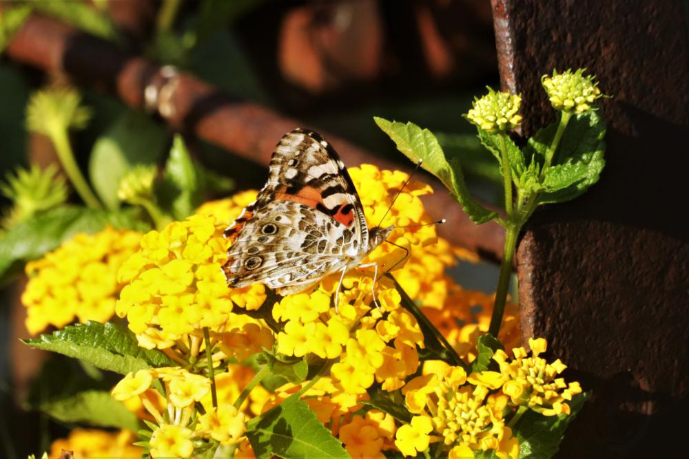 American Lady Butterfly On Lantana American Lady Butterfly On Lantana