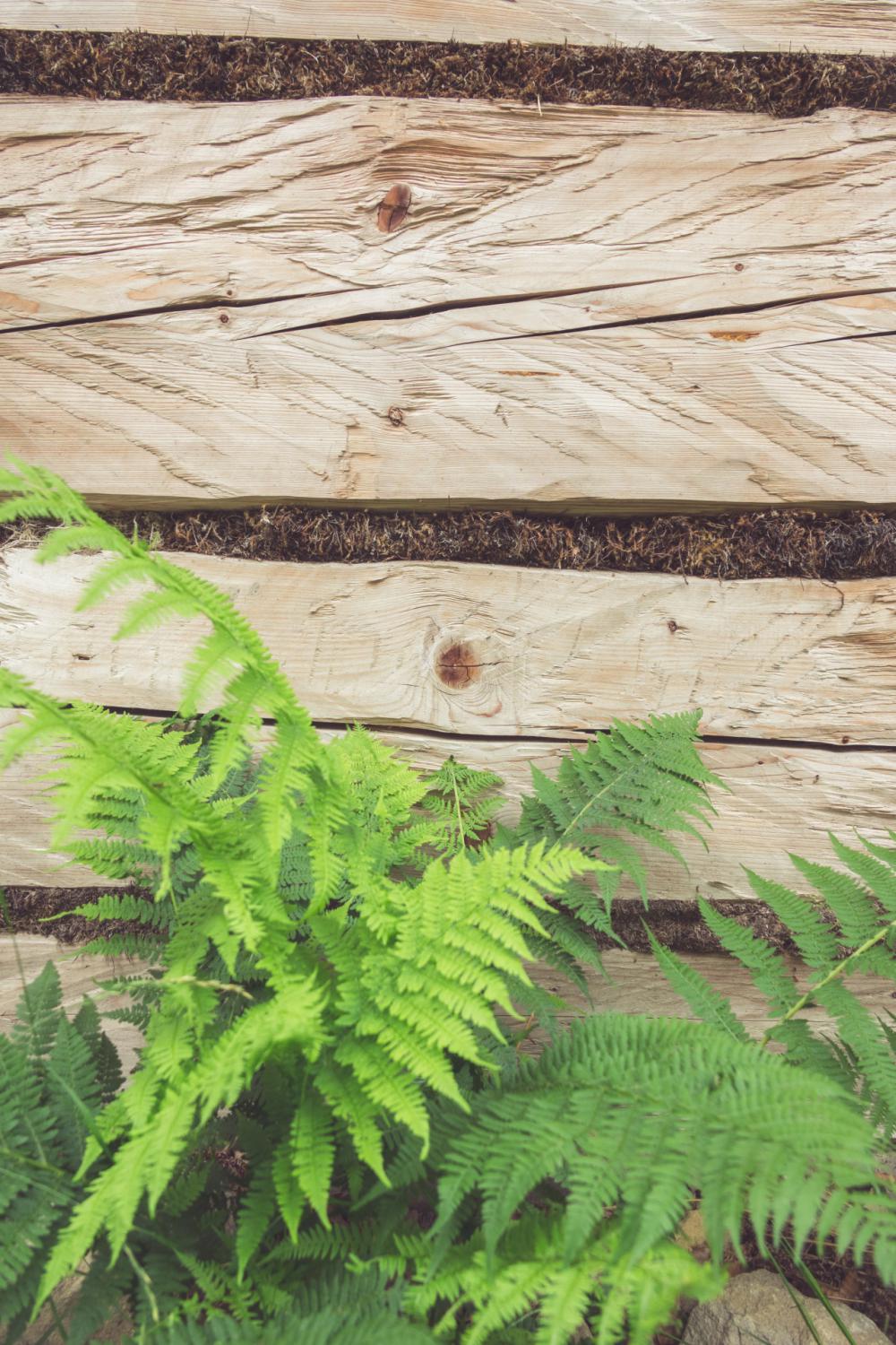 Fern And Wooden Background Fern And Wooden Background