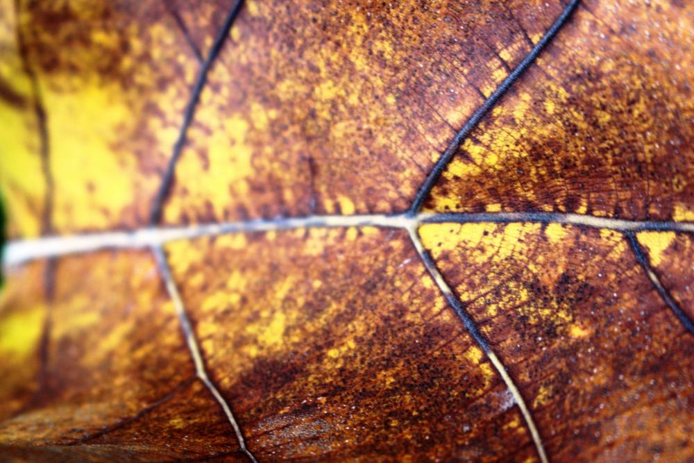 Golden Brown Autumn Fallen Leaf Golden Brown Autumn Fallen Leaf