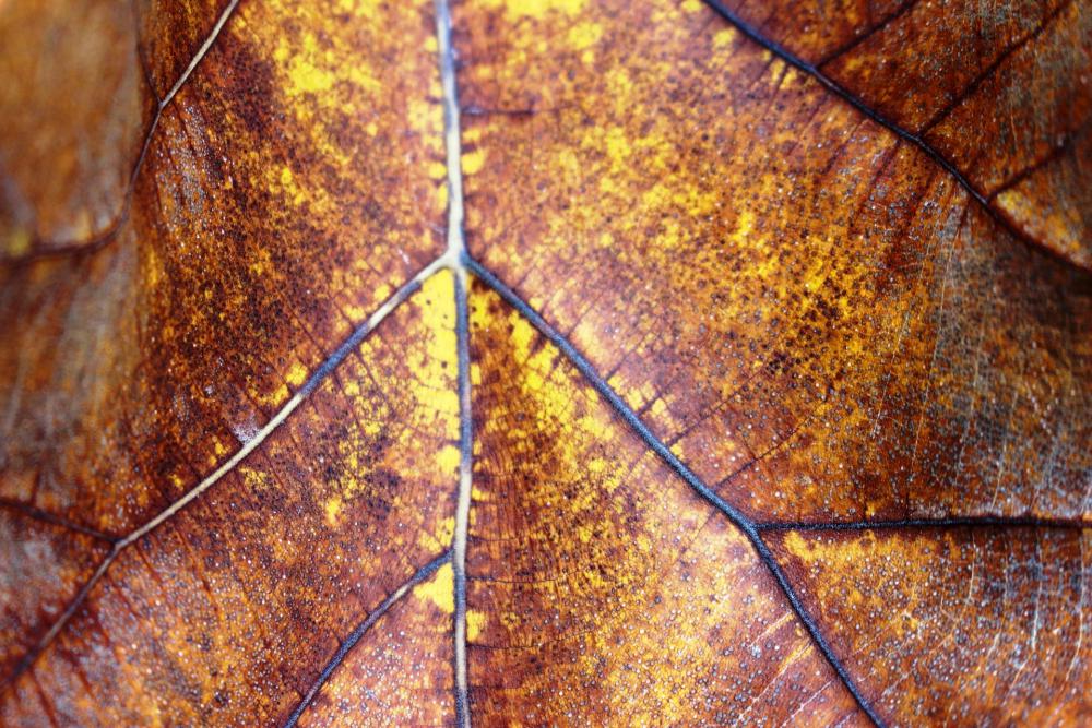 Golden Brown Autumn Fallen Leaf Golden Brown Autumn Fallen Leaf