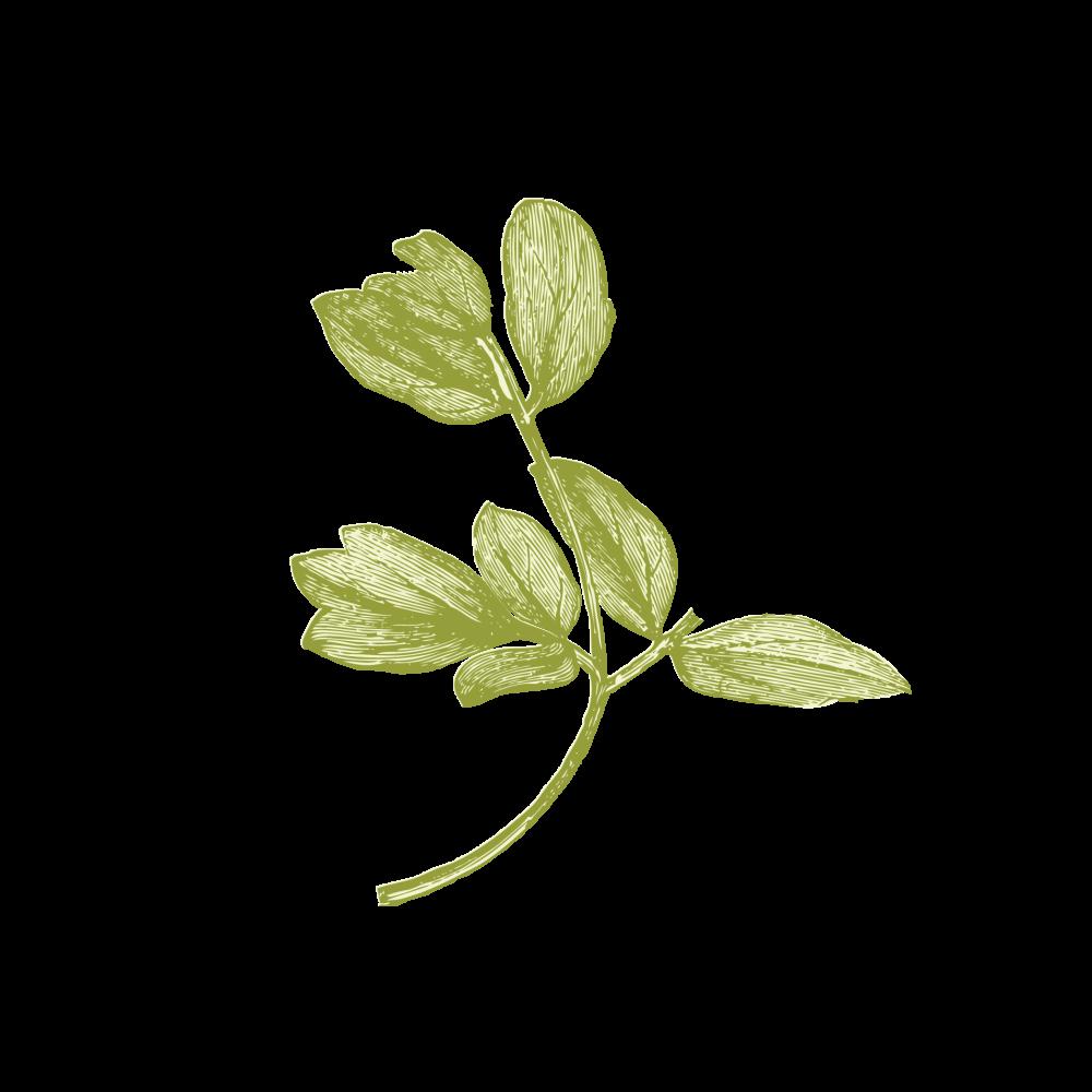 Leaf Drawing Leaf Drawing