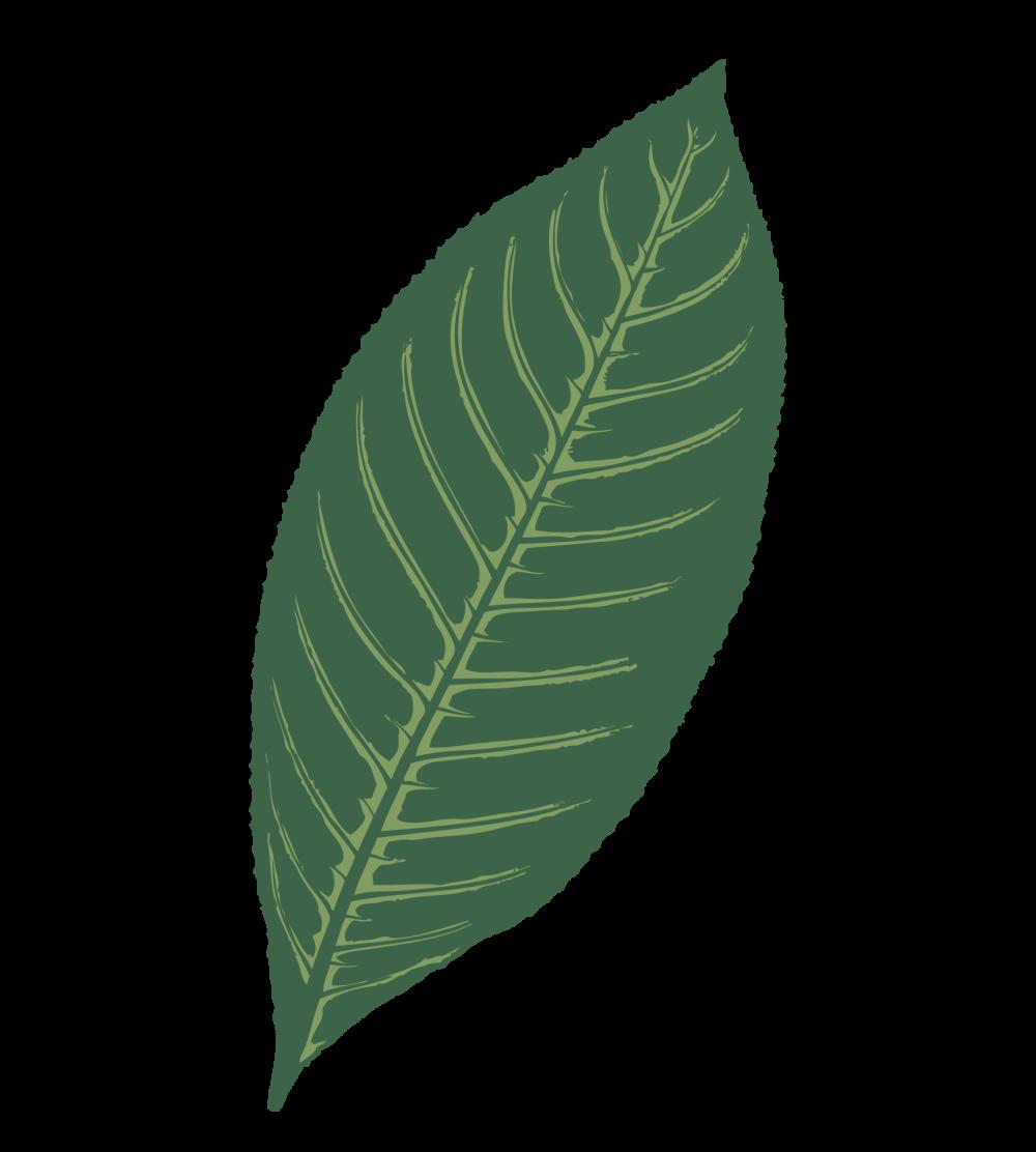 Leaf Drawing Leaf Drawing