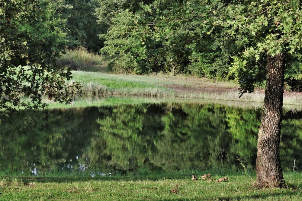 Pond Reflection In Summer Pond Reflection In Summer