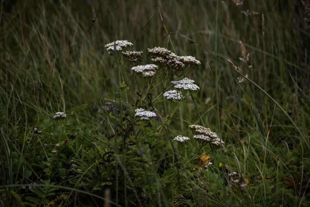 Small White Wildflower Bunches Small White Wildflower Bunches