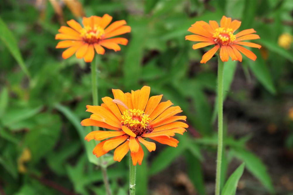Three Orange Zinnia Flowers Three Orange Zinnia Flowers