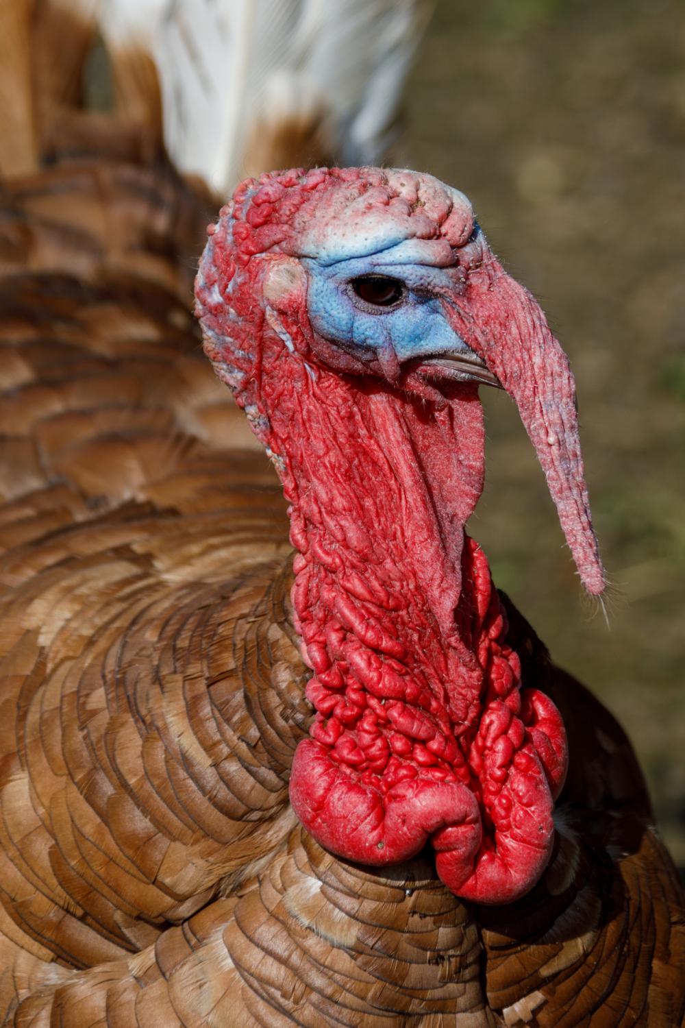 Turkey Portrait Turkey Portrait