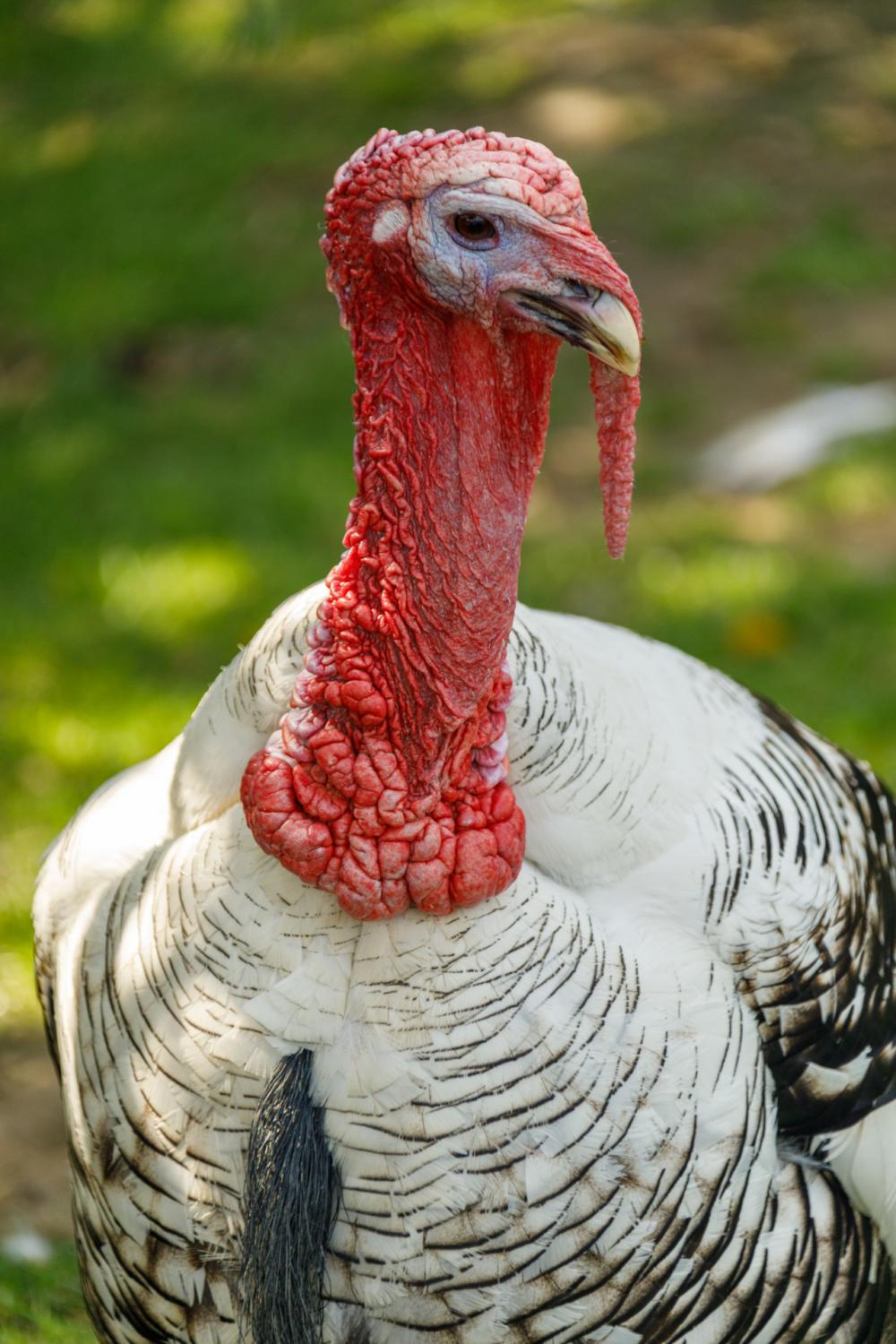 Turkey Portrait Turkey Portrait