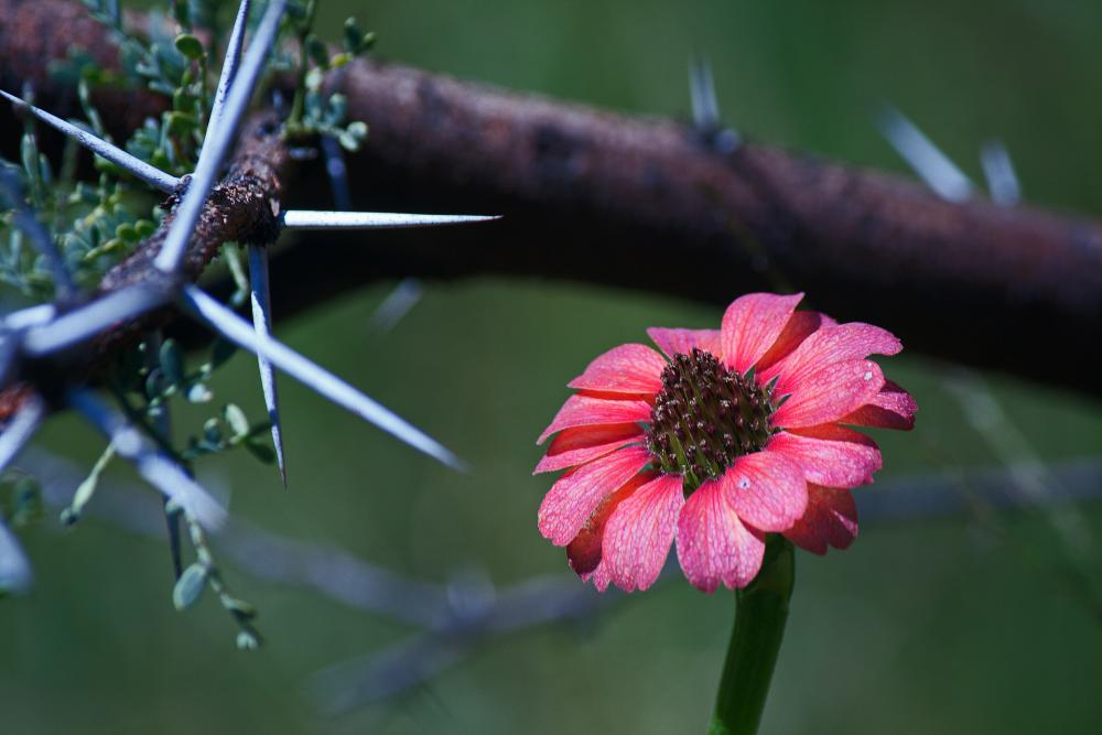 Wild Growing Red Zinnia Flower Wild Growing Red Zinnia Flower