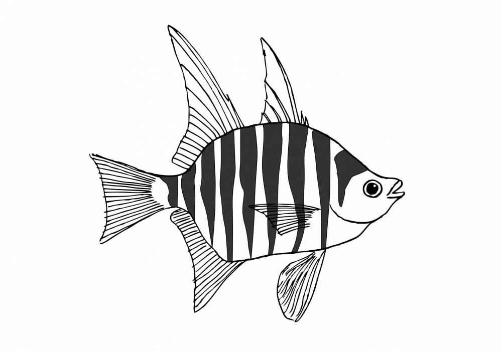 Zebra Fish Drawing Zebra Fish Drawing