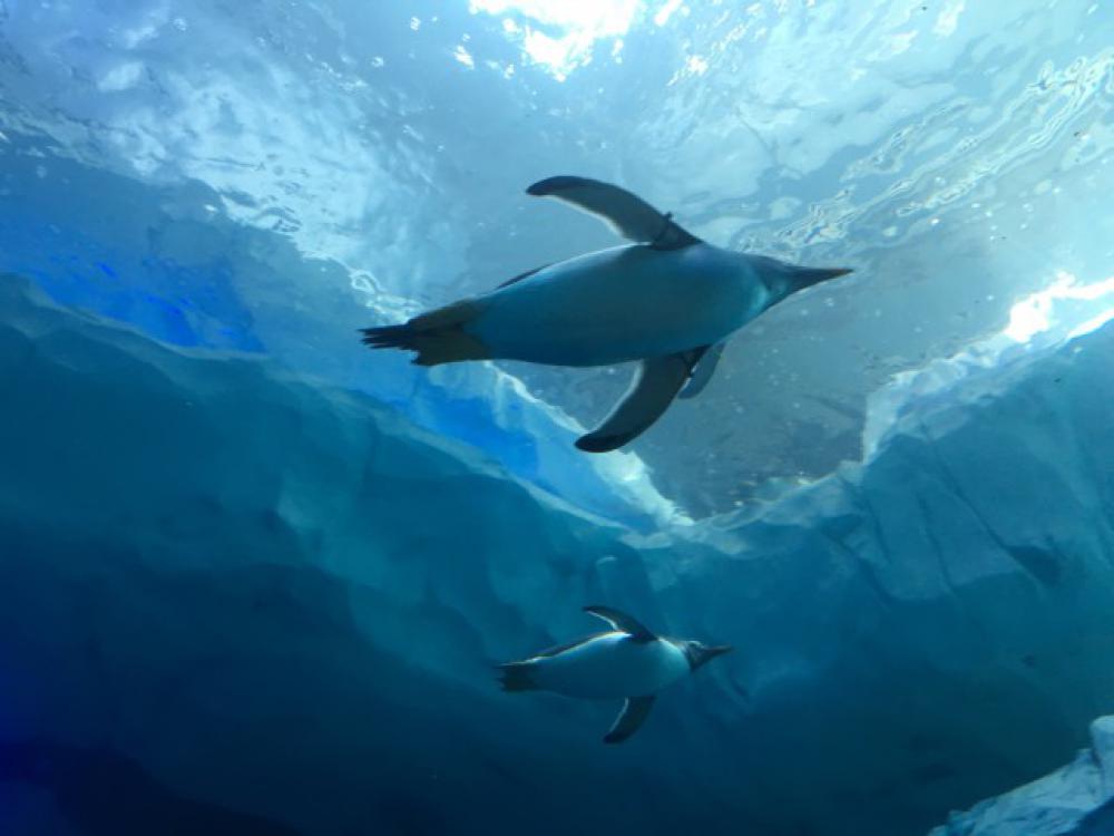 Life under water Life under water