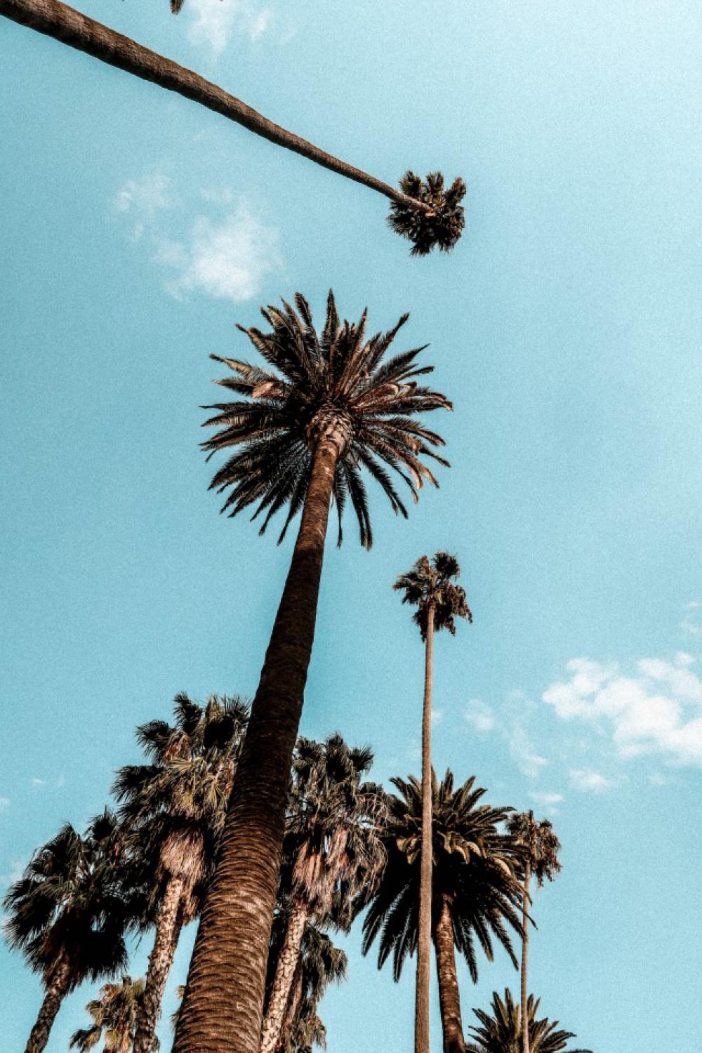 Palm trees Palm trees