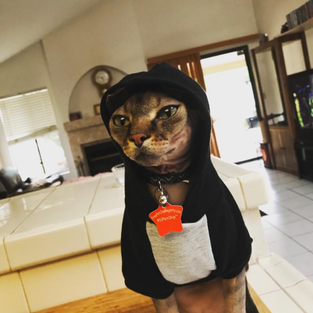 Gangsta kitty Gangsta kitty