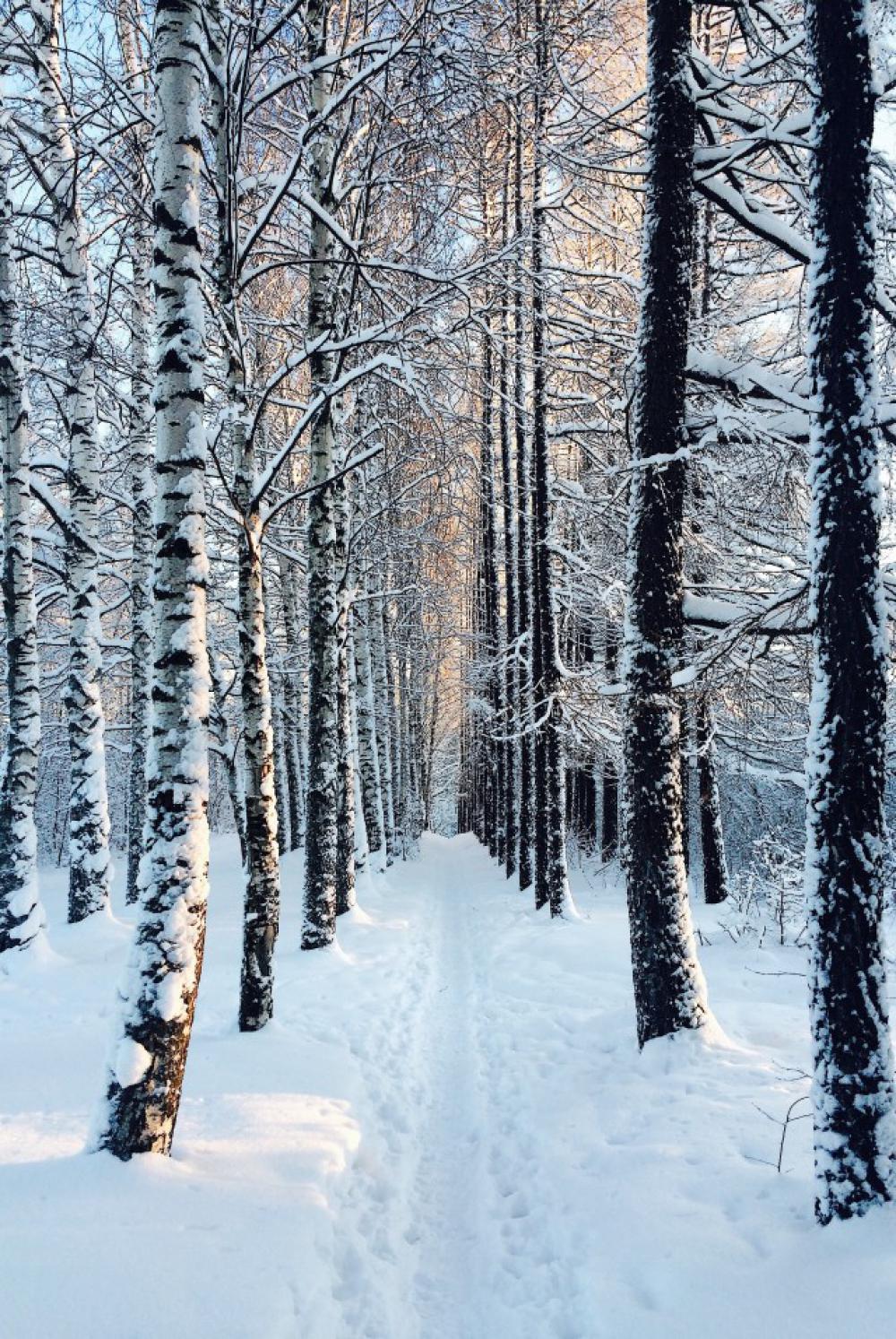 Forest Forest
