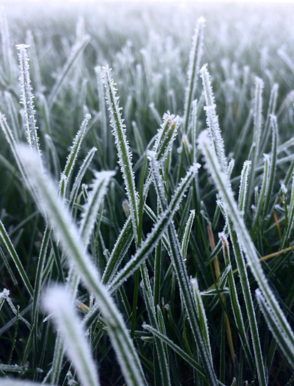 Frosty morning Frosty morning