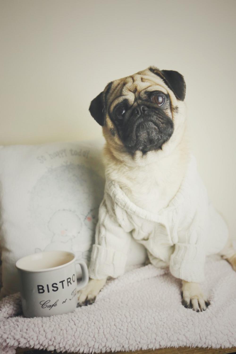 Snuggle pug Snuggle pug