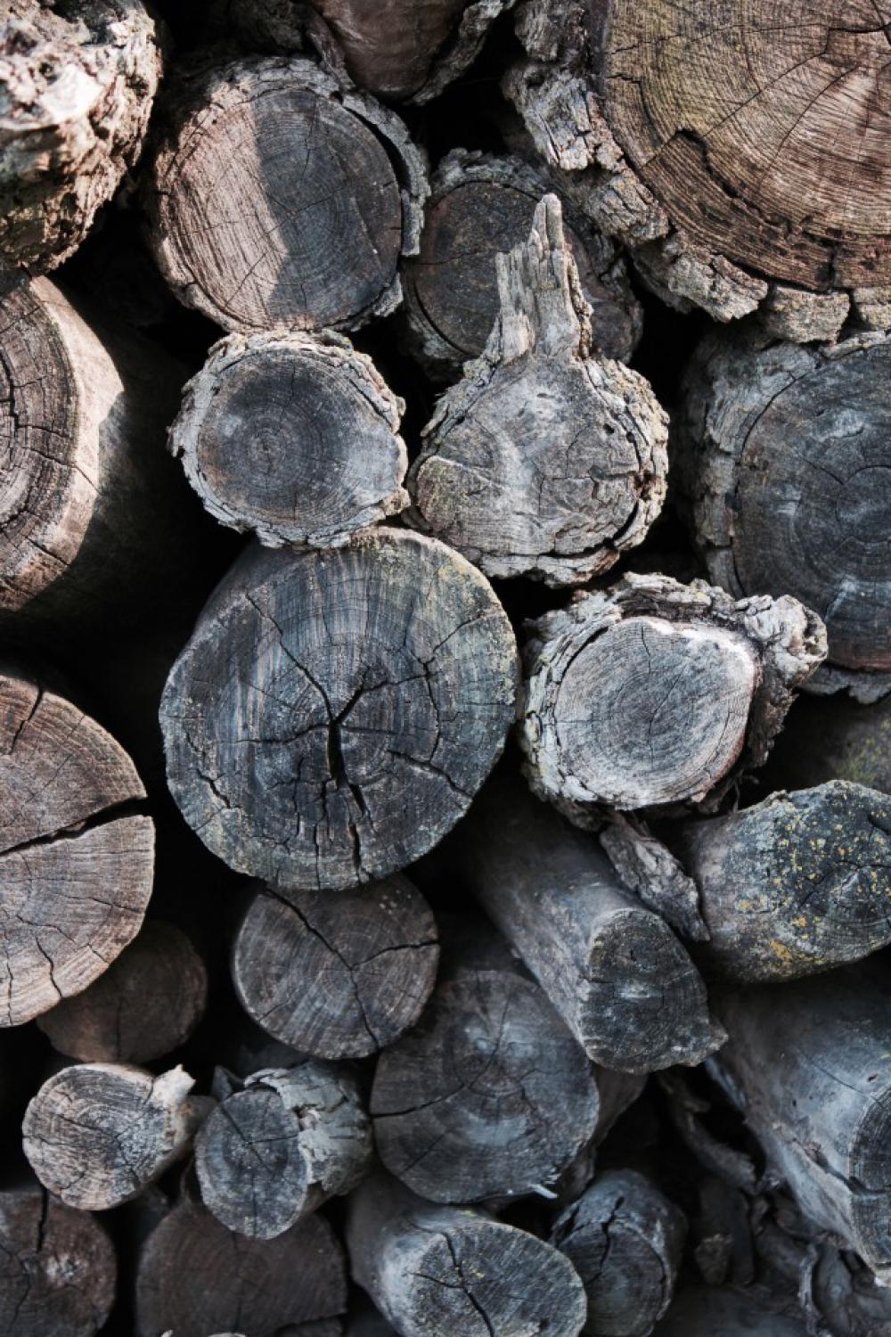 Ends of cut logs for firewood Ends of cut logs for firewood