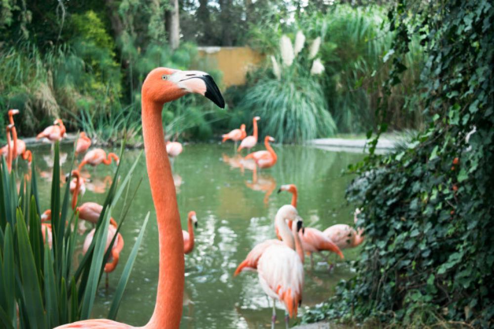 Flamingos
Flamingos
