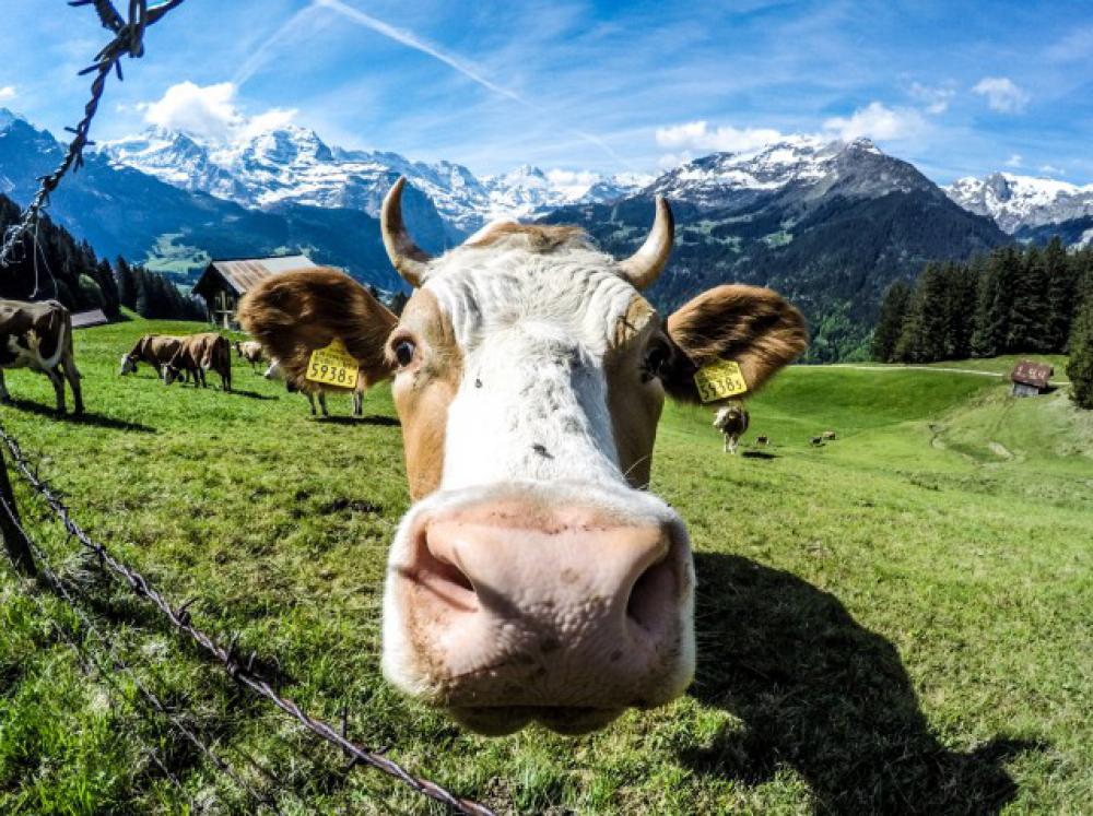 Alpine cows Alpine cows