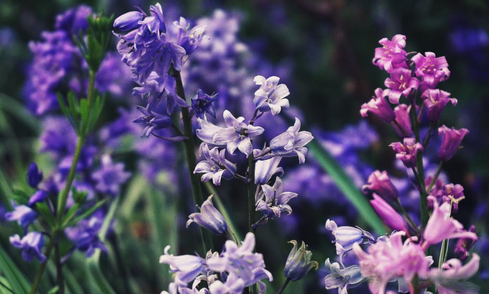 bluebells flowers flora floral nature bluebells flowers flora floral nature