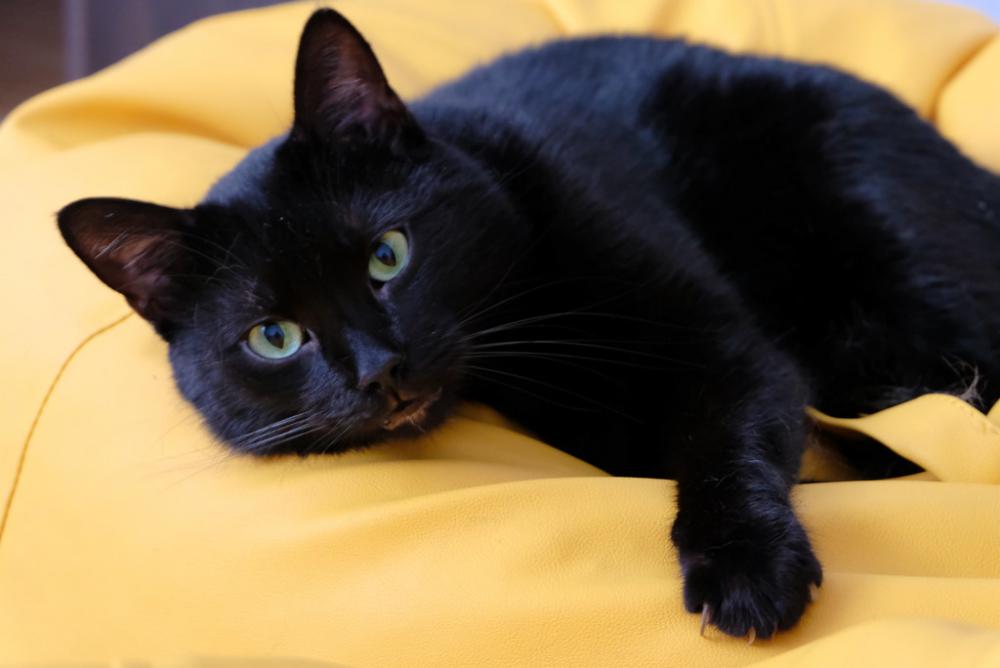Black Cat Sitting on a Yellow Bean Bag Black Cat Sitting on a Yellow Bean Bag