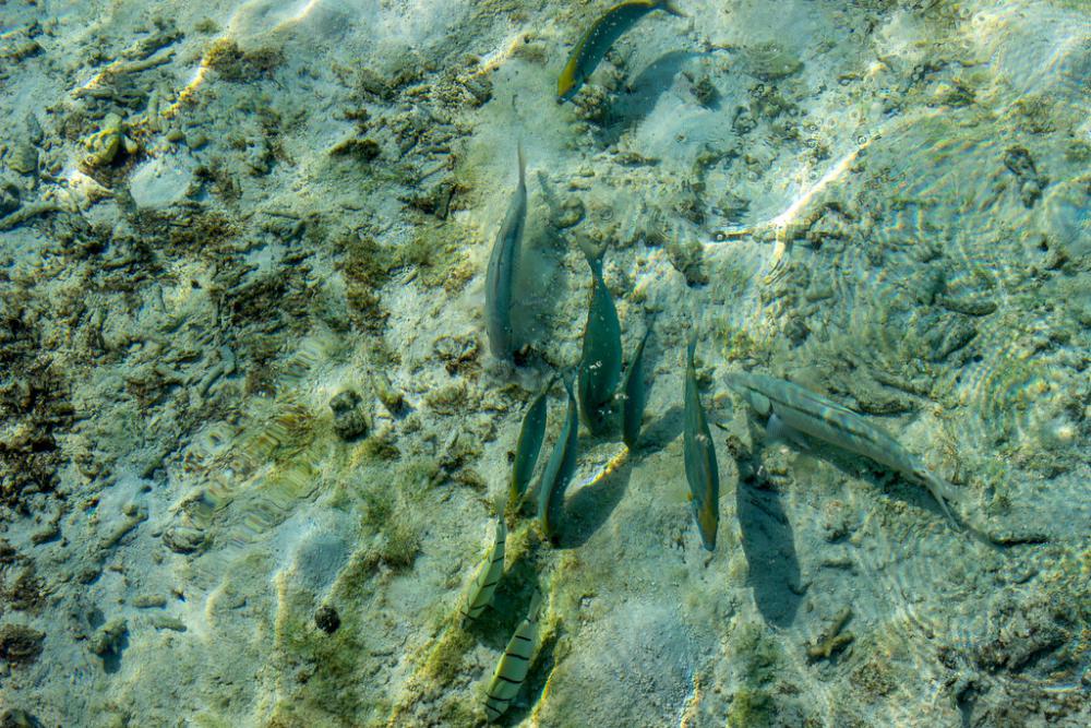 Group of Fish Swimming in Crystal Clear Water Group of Fish Swimming in Crystal Clear Water