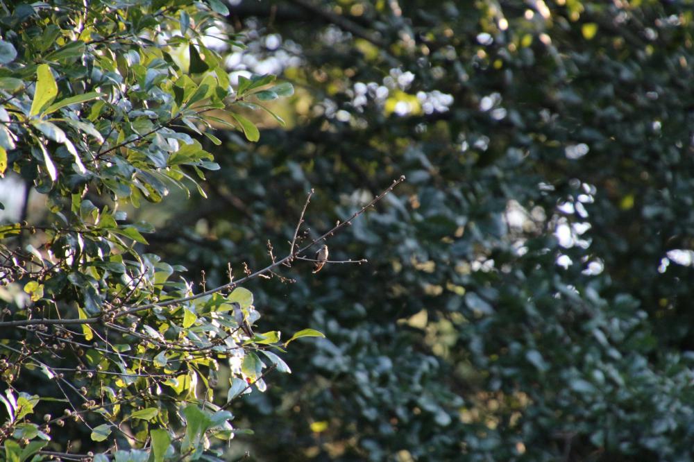 Small Brown Bird On A Branch Photo Small Brown Bird On A Branch Photo