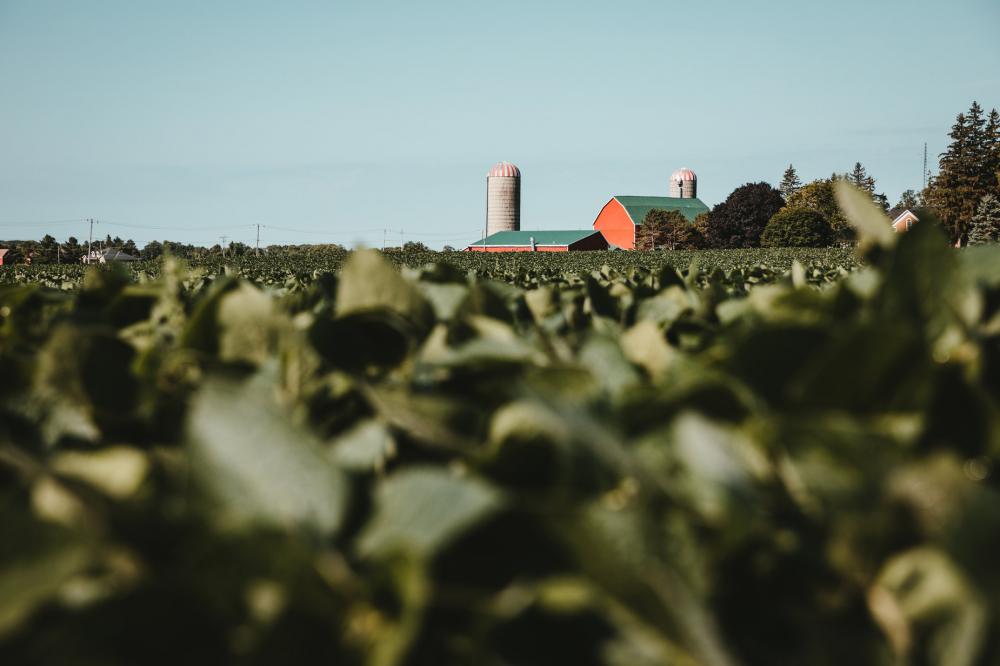Red And Green Farm Behind Crop Field Photo Red And Green Farm Behind Crop Field Photo