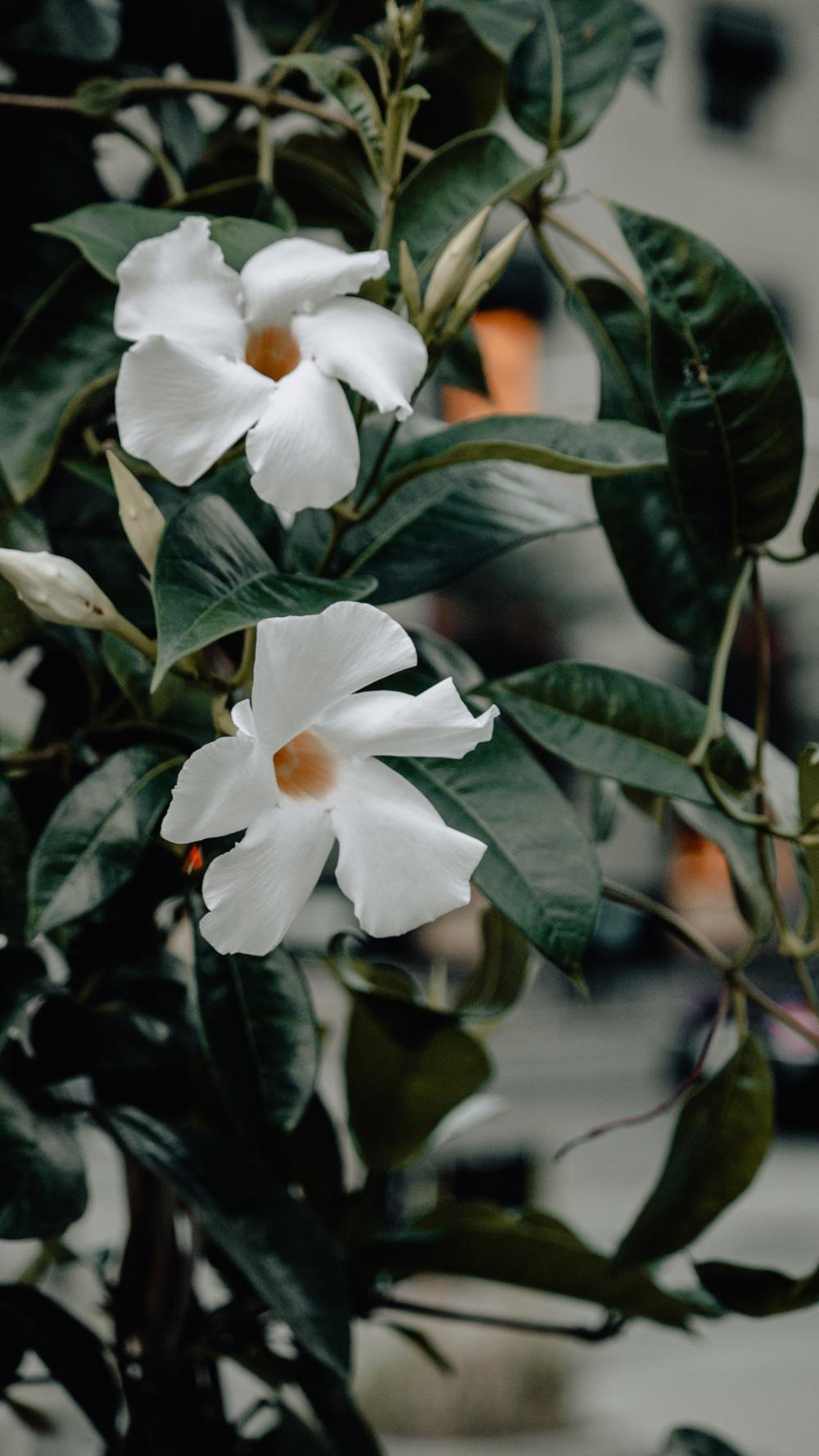 Two White Flowers With Dark Leaves Photo Two White Flowers With Dark Leaves Photo