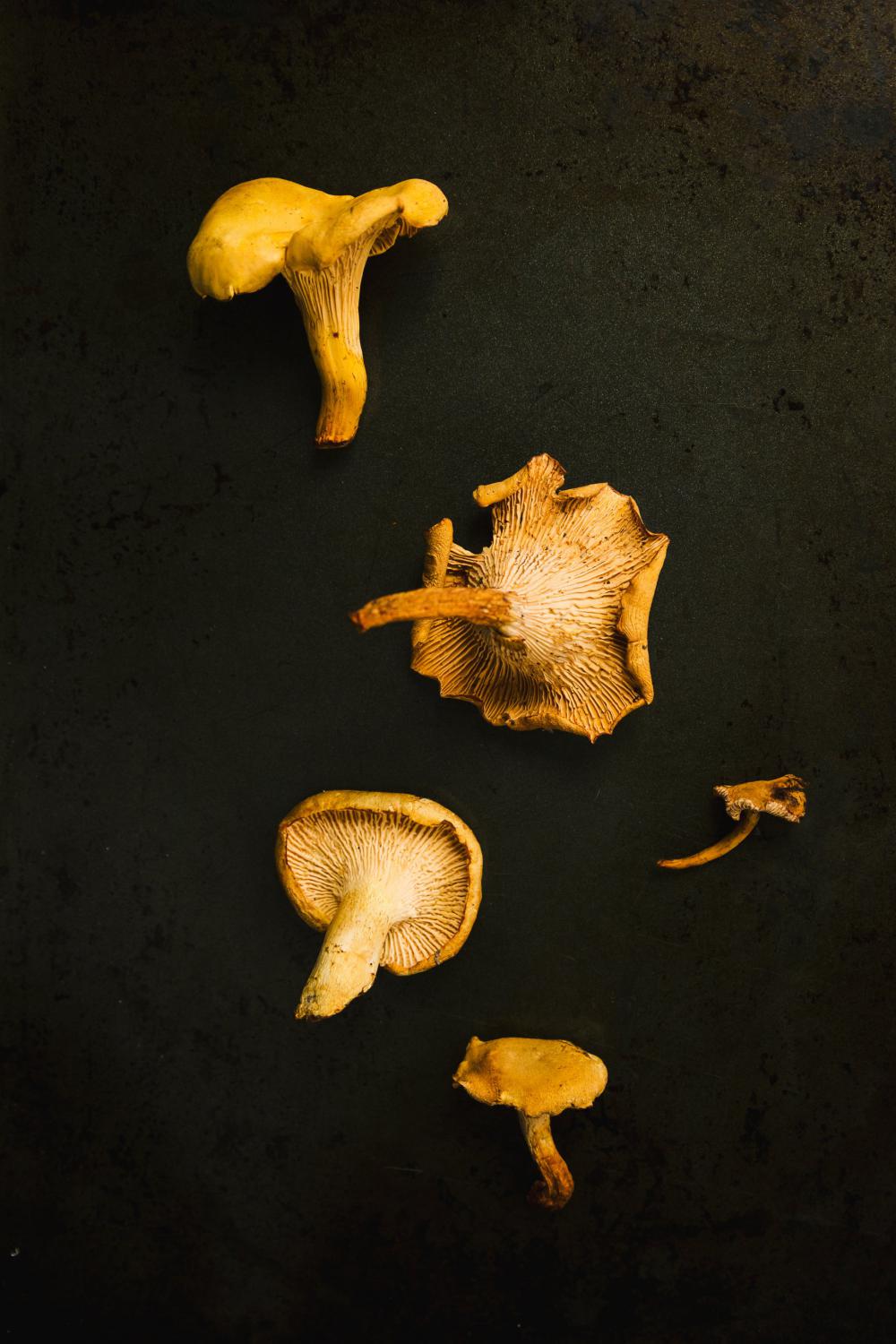 Yellow Mushrooms On Black Photo Yellow Mushrooms On Black Photo