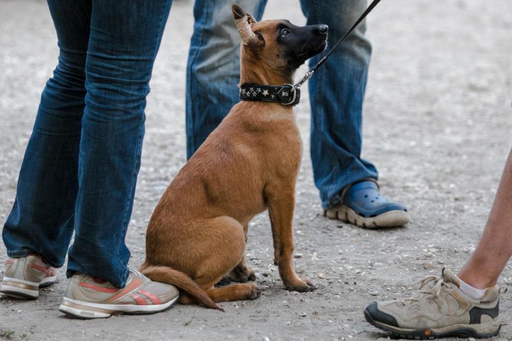 Dog surrounded by people Dog surrounded by people