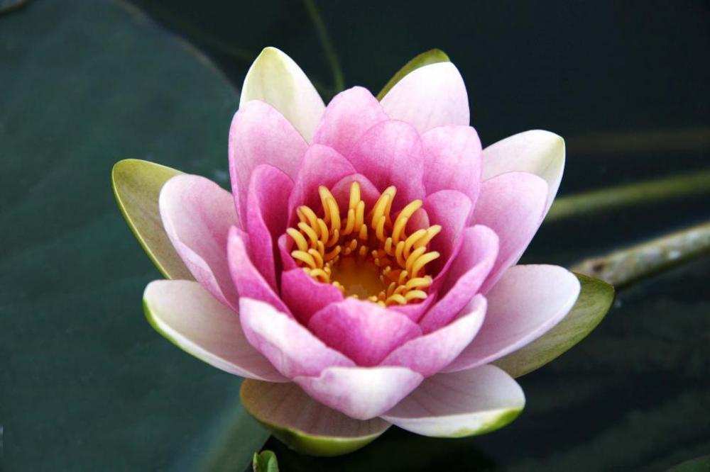 Water Lily bloom in pink and white Water Lily bloom in pink and white