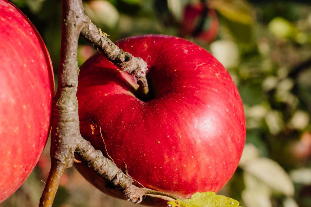 Red apples on a tree closeup Red apples on a tree closeup
