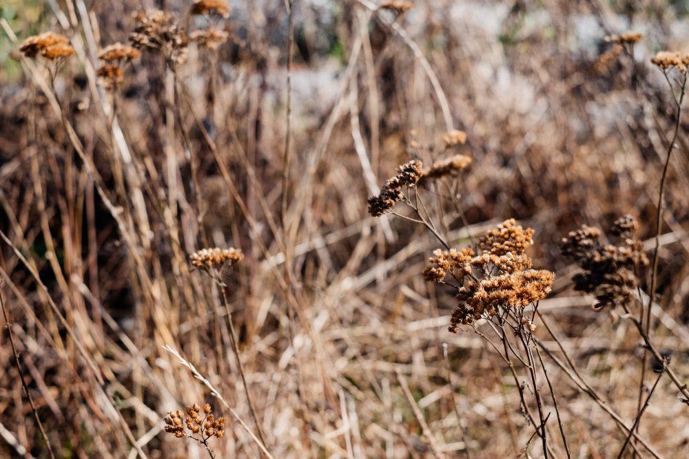 Dried wild weed Dried wild weed