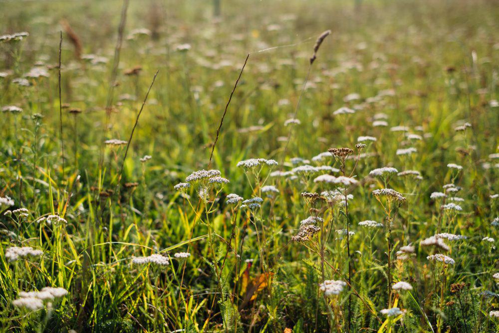Wild flowers meadow Wild flowers meadow
