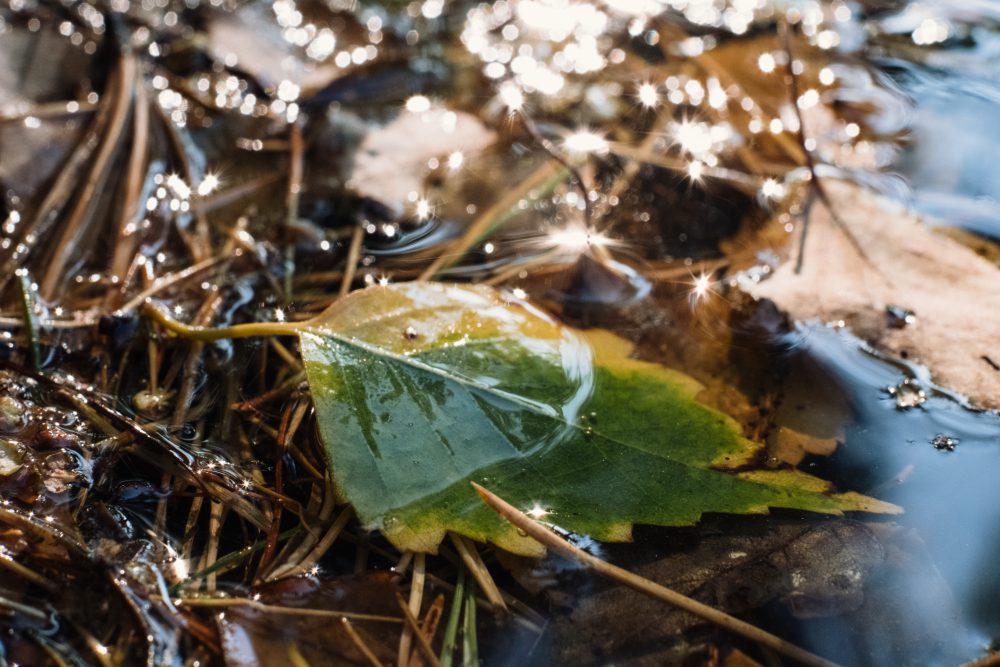 Autumn leaves in the water 5 Autumn leaves in the water 5