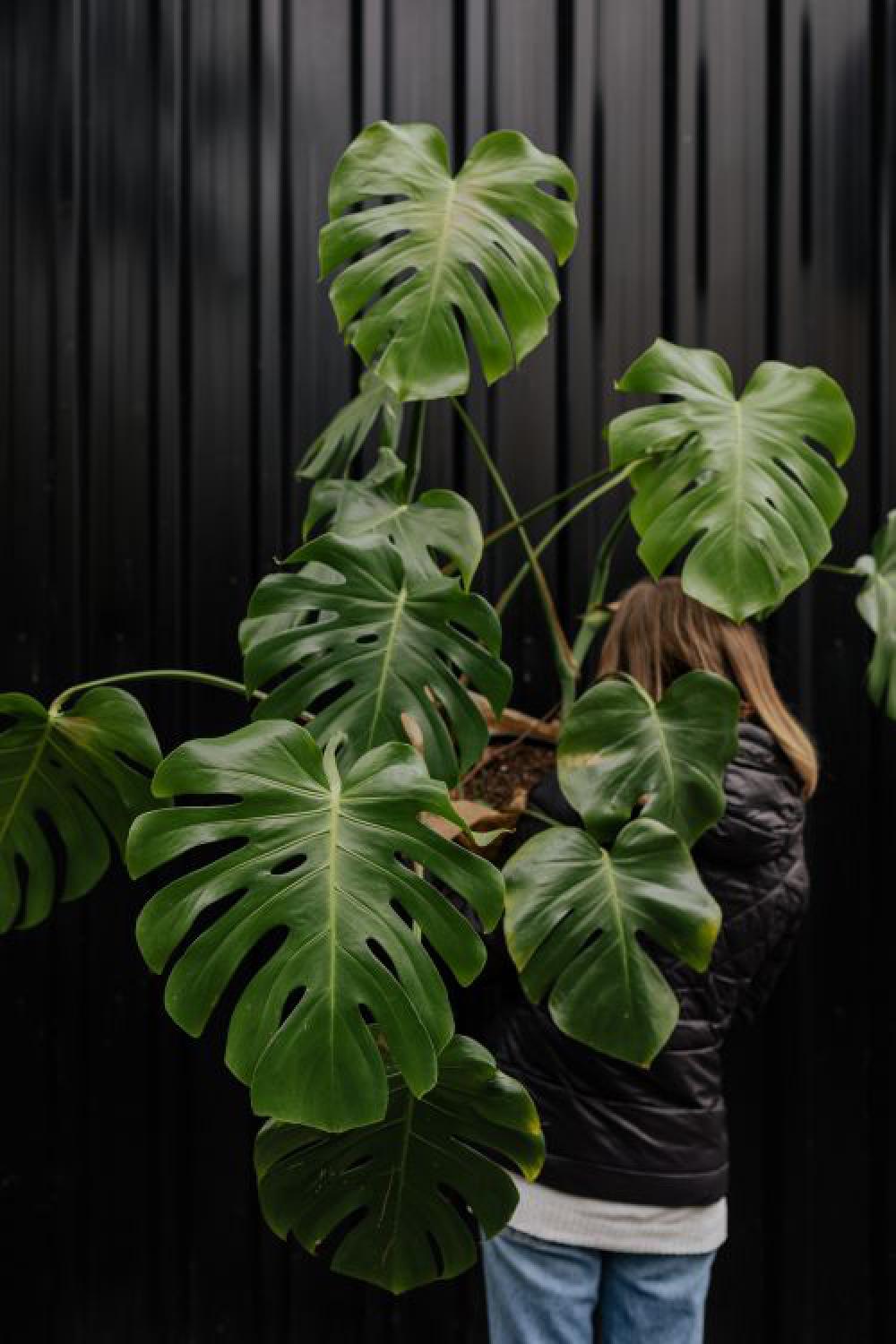 A large monstera plant in a pot A large monstera plant in a pot