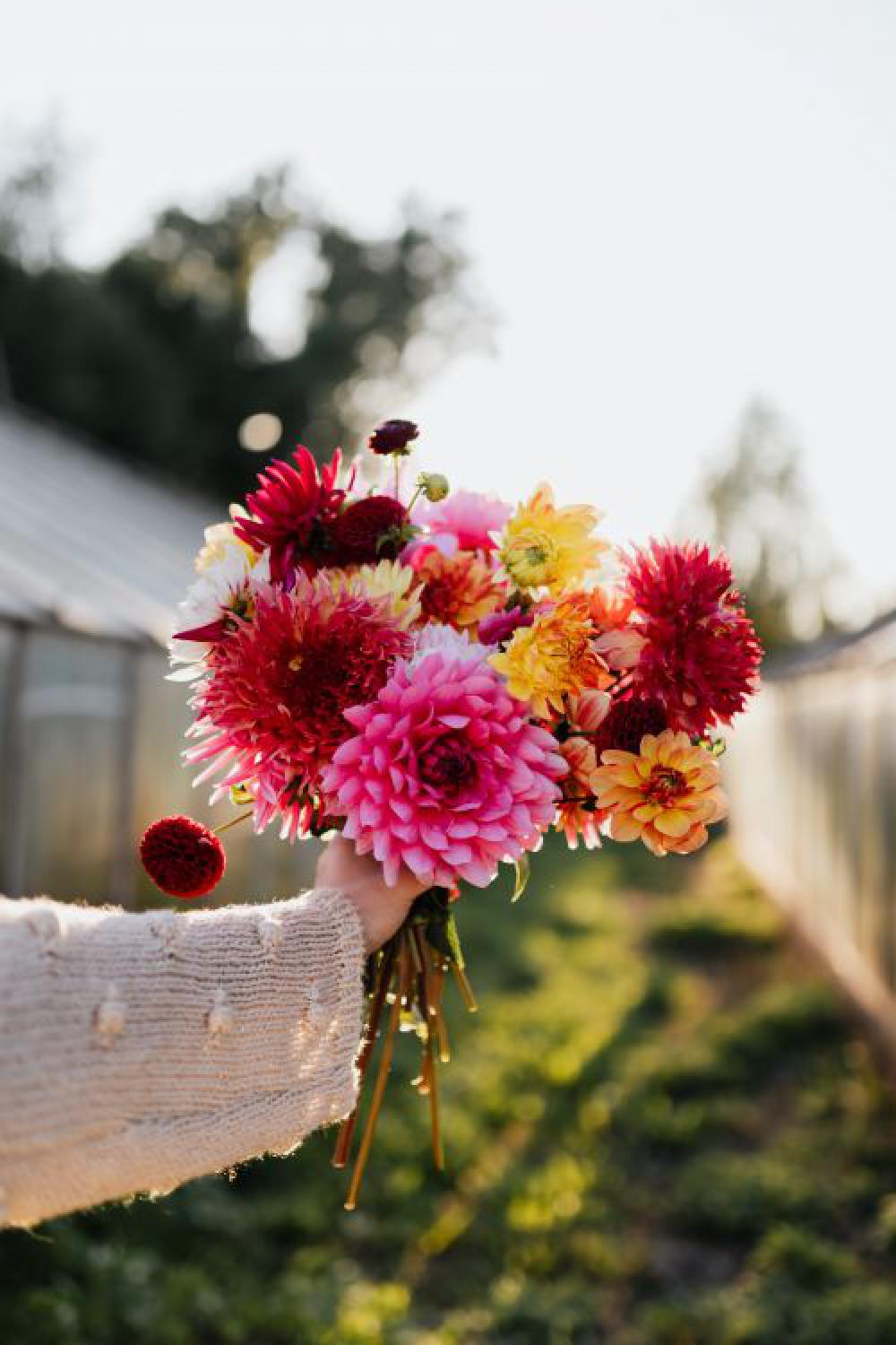 Beautiful colorful dahlia flowers Beautiful colorful dahlia flowers