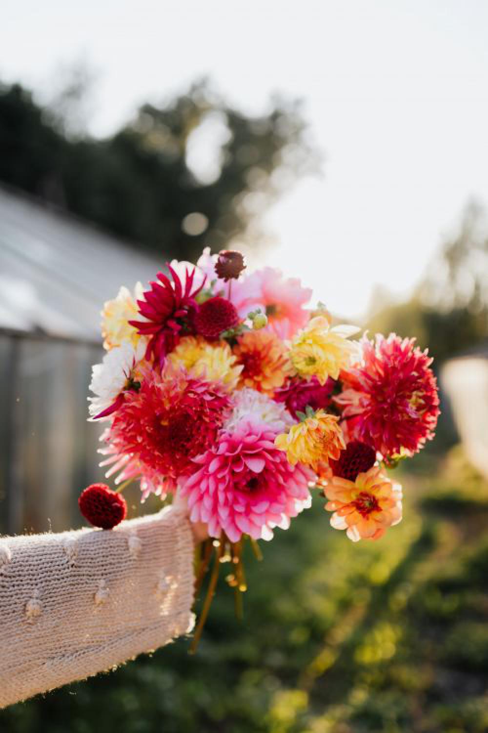 Beautiful colorful dahlia flowers Beautiful colorful dahlia flowers
